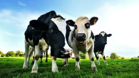 Cows